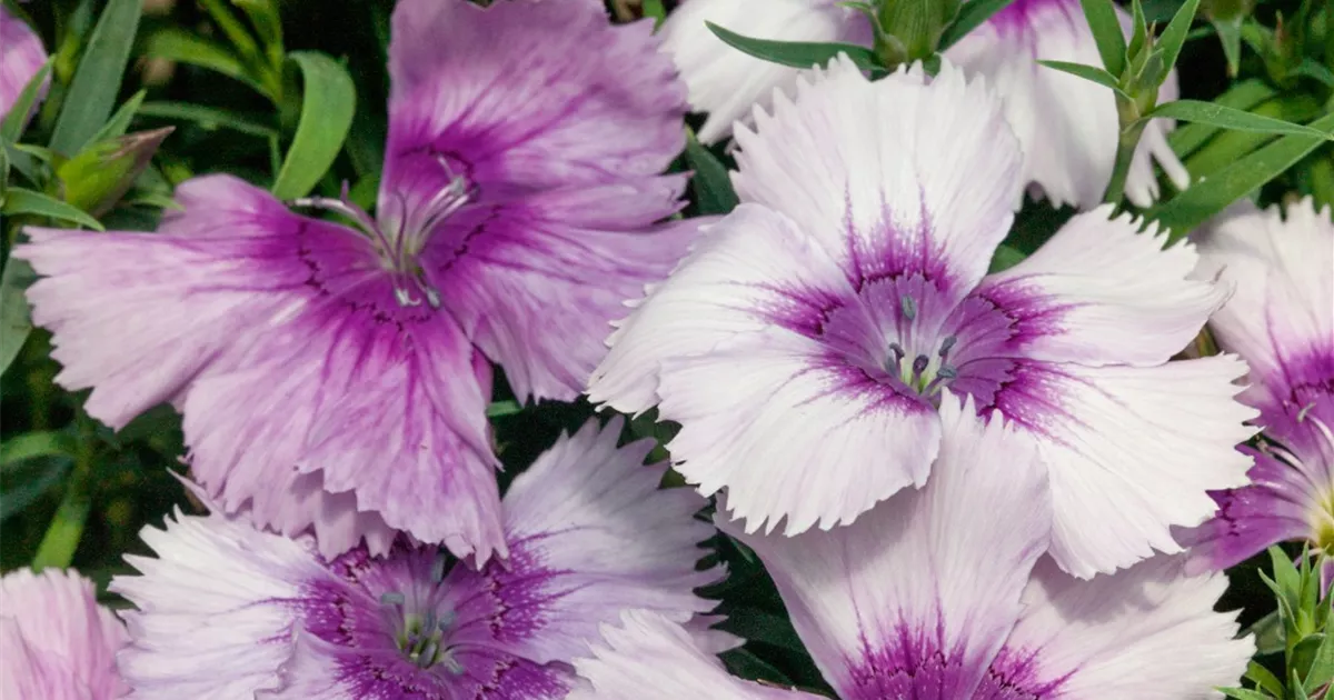 Chinesische Nelke Pflanze, Pflege & Tipps Floragard