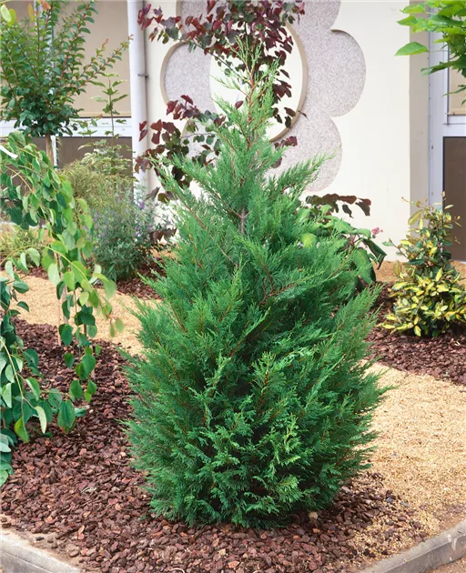 Sund og rask at se Sag Cupressocyparis leylandii 'Blue Jeans'(s) Pflanze, Pflege & Tipps ▷  Floragard
