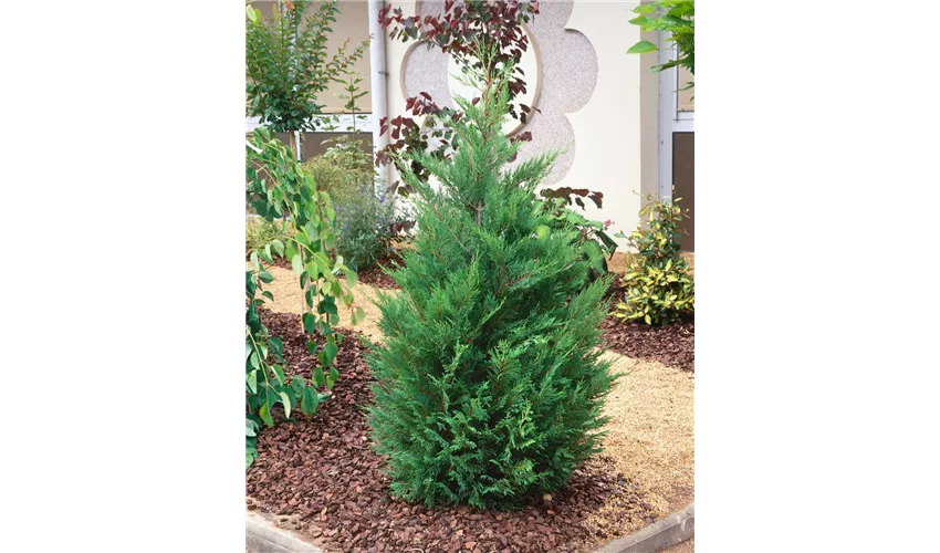 Sund og rask at se Sag Cupressocyparis leylandii 'Blue Jeans'(s) Pflanze, Pflege & Tipps ▷  Floragard