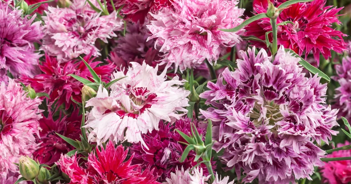 Chinesische Nelke 'Victoriana' Pflanze, Pflege & Tipps Floragard