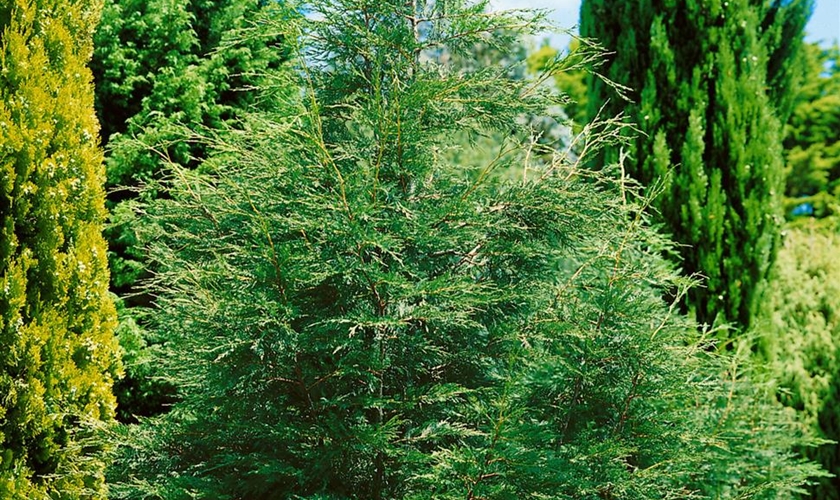 Cupressocyparis leylandii 'Leighton Green' Floragard Pflanzeninfothek