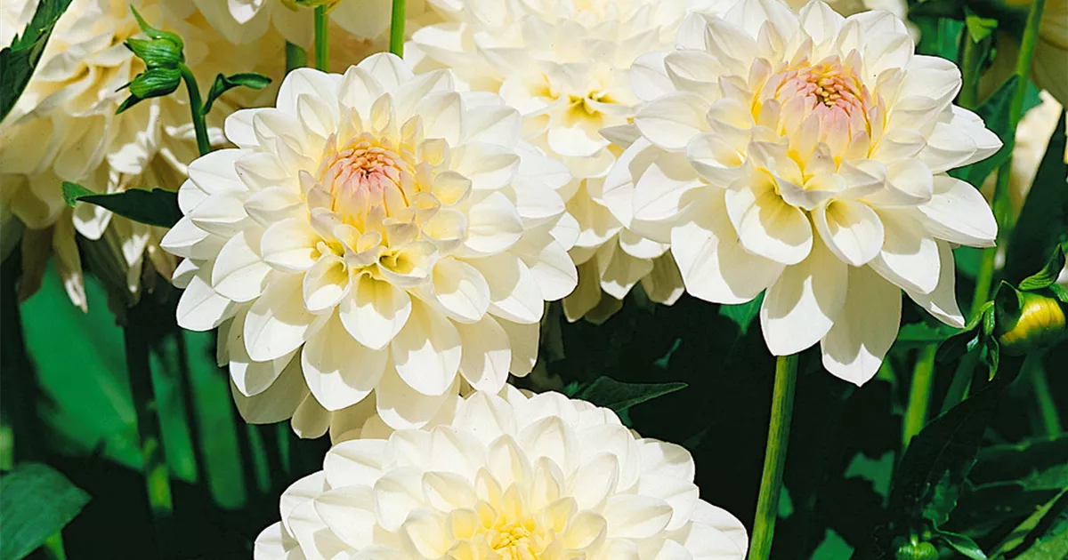 PomponDahlie 'Eveline' Pflanze, Pflege & Tipps Floragard