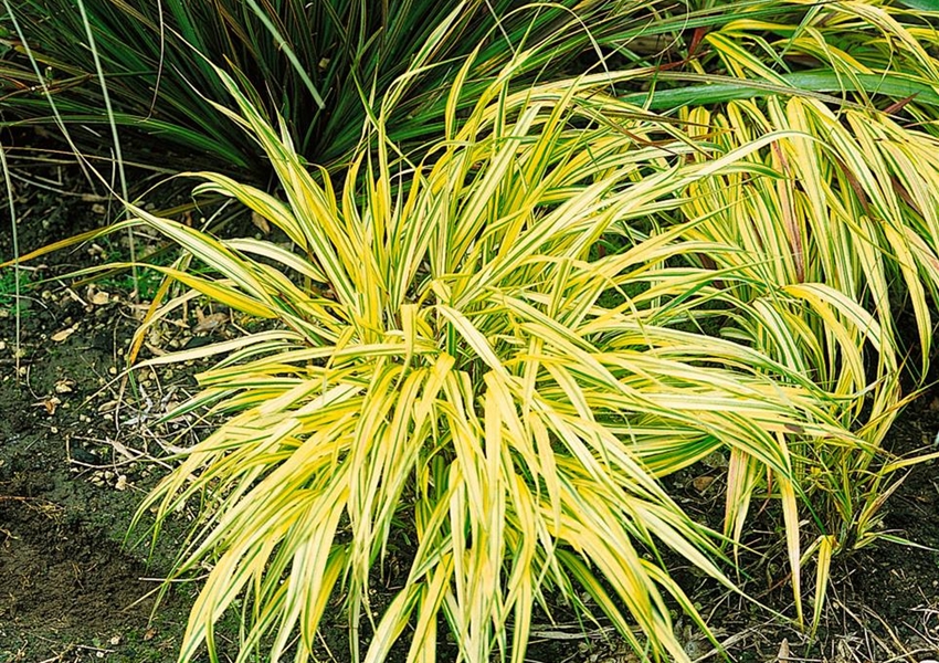 GartenZiergras 'Alboaurea' Floragard Pflanzeninfothek