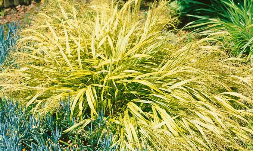 GartenZiergras 'Stripe it Rich' Floragard Pflanzeninfothek
