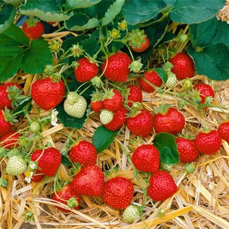 Erdbeere 'Everlin'
