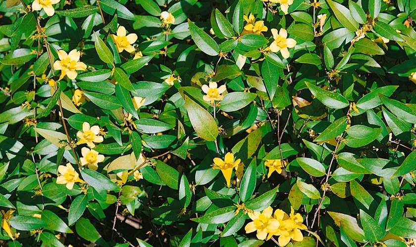 carolina jasmine carolina jasmine