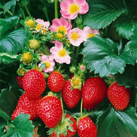 Erdbeere 'Fragoo Deep Rose'