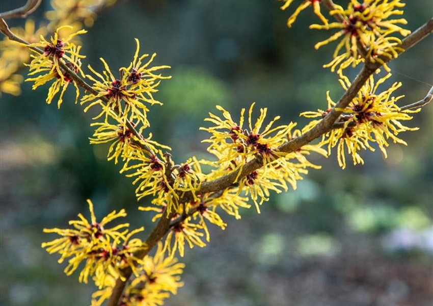 Japanische Zaubernuss 'Arborea' Floragard Pflanzeninfothek
