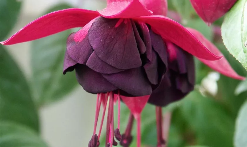 Fuchsia 'New Millenium'