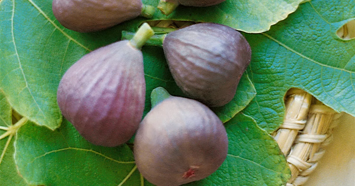 Feige Pflanze, Pflege & Tipps Floragard