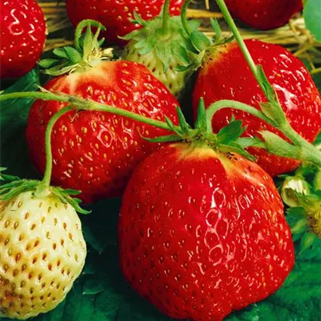 Erdbeere 'Hummi® Sengana® Selektion'