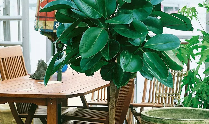 Ficus elastica 'Robusta' Pflanze, Pflege & Tipps Floragard