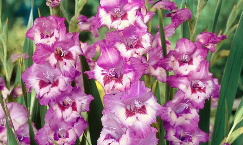 Gladiolus 'Wine and Roses' Pflanze, Pflege & Tipps Floragard