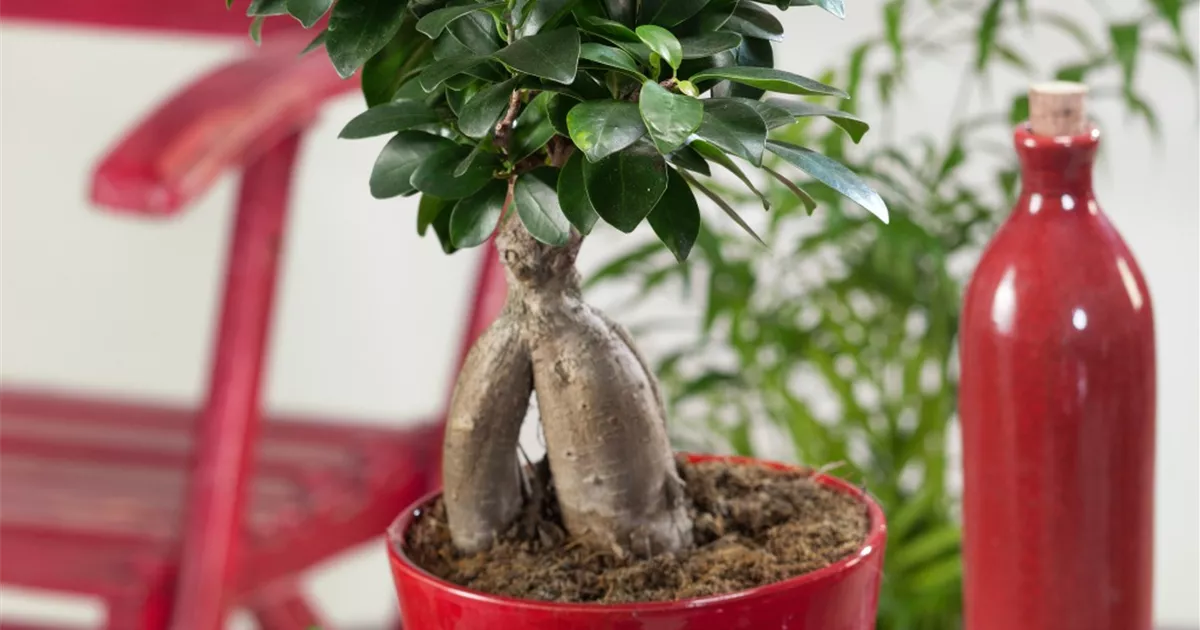Chinesische Feige Pflanze, Pflege & Tipps Floragard