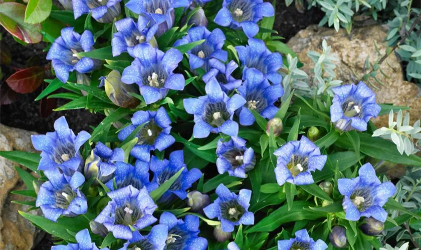 Rauer Garten-Enzian 'Blue Power'