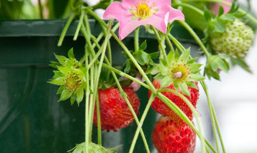 HängendeErdbeere Floragard Pflanzeninfothek