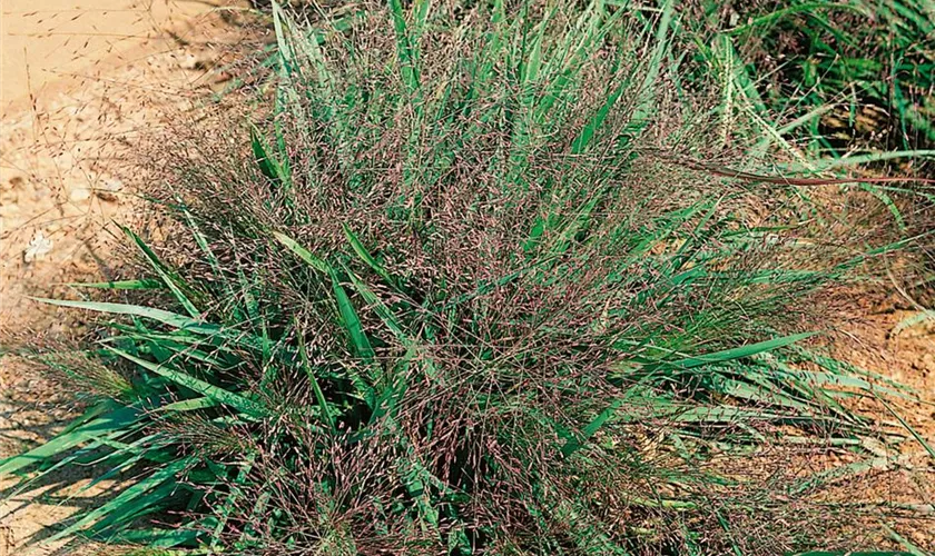 Eragrostis spectabilis 'Purple Love' Pflanze, Pflege & Tipps Floragard