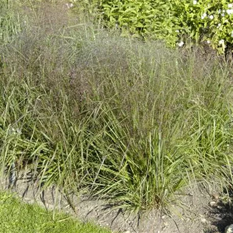 Eragrostis trichodes 'Bend'