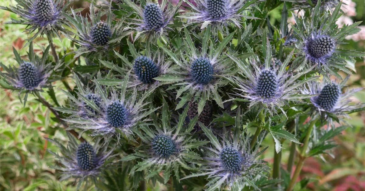 Eryngium alpinum 'Blue Star' Pflanze, Pflege & Tipps Floragard