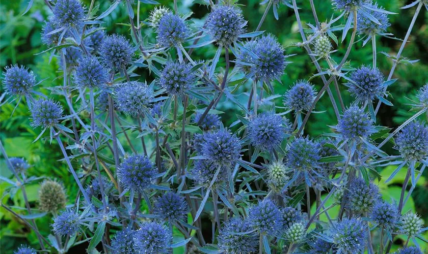 Kleiner GartenMannstreu 'Blauer Zwerg' Pflanze, Pflege & Tipps Floragard