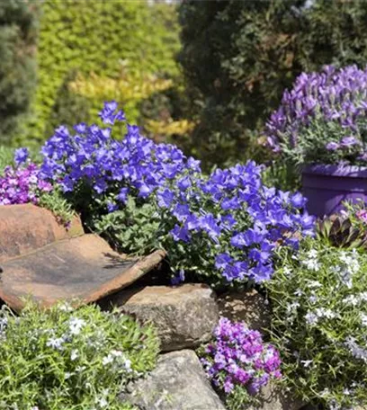 Die Glockenblume als perfekter Nachbar im Garten