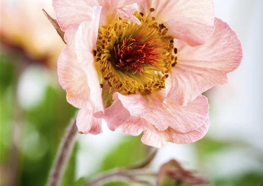 GartenNelkenwurz �Mai Tai� Floragard Pflanzeninfothek