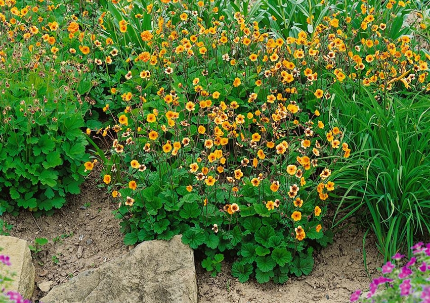 GartenNelkenwurz �Sigiswang� Floragard Pflanzeninfothek