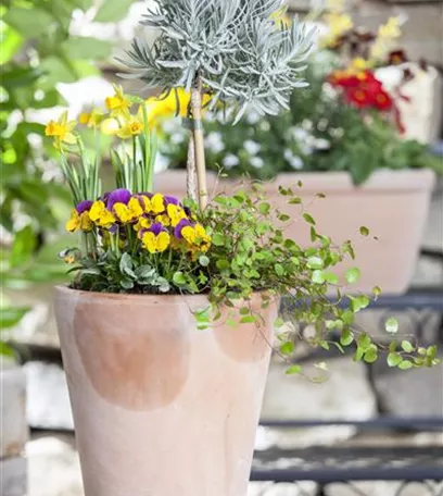 Blumenzwiebeln – einpflanzen in ein Gefäß