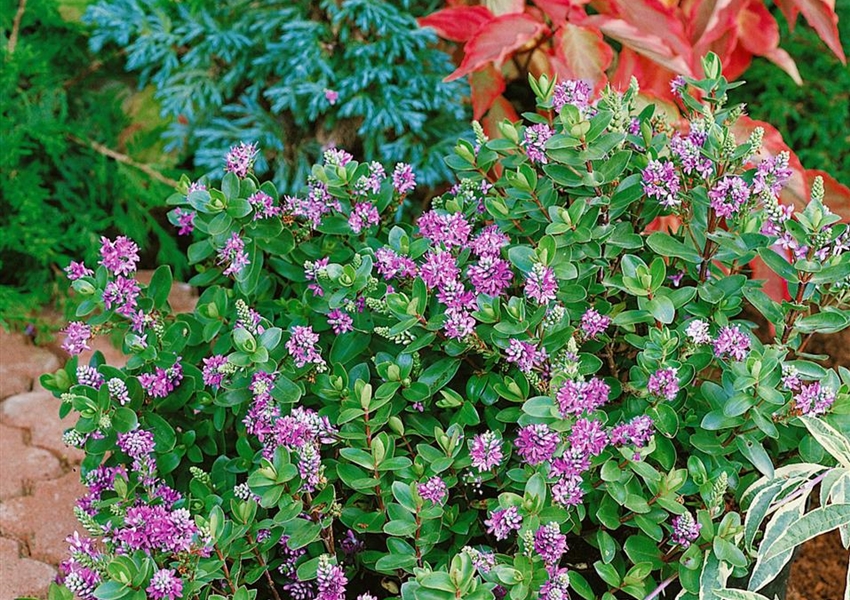 Hebe Autumn Glory Floragard Pflanzeninfothek hebe-autumn-glory-floragard-pflanzeninfothek