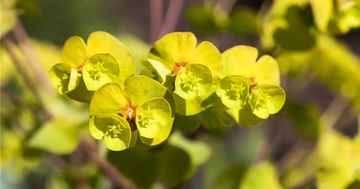 Mandelblättrige GartenWolfsmilch 'Thalia' Pflanze, Pflege & Tipps