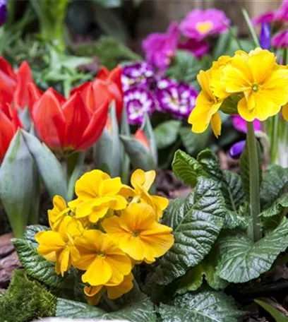 Frühling auf dem Balkon: Frühblüher pflanzen im Herbst