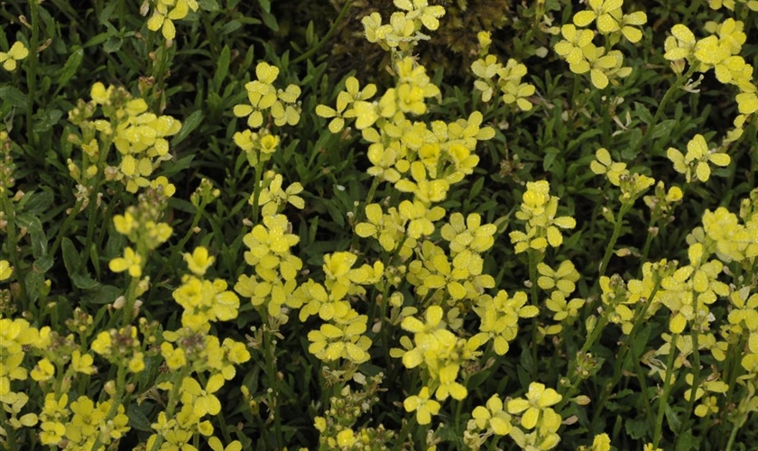 Polster-Goldlack - Floragard Pflanzeninfothek