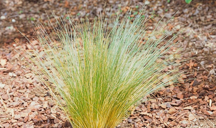 Echter Schaf-Schwingel - Floragard Pflanzeninfothek