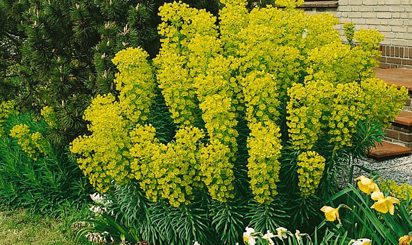 GartenWolfsmilch Floragard Pflanzeninfothek