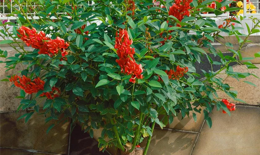 Érytrine Crête De Coq - Erythrina Crista-galli - Le Jardin Du