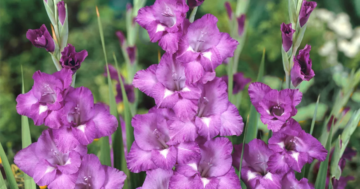 Gladiole 'Blue Isle' Pflanze, Pflege & Tipps Floragard