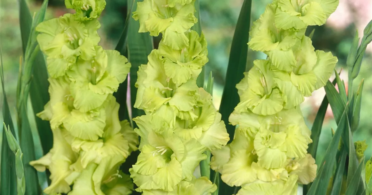Gladiole 'Evergreen' Pflanze, Pflege & Tipps Floragard