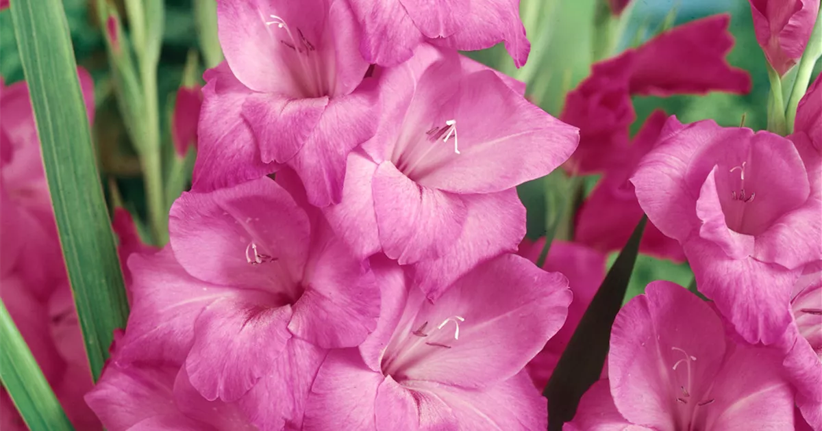 Gladiole 'Fidelio' Pflanze, Pflege & Tipps Floragard