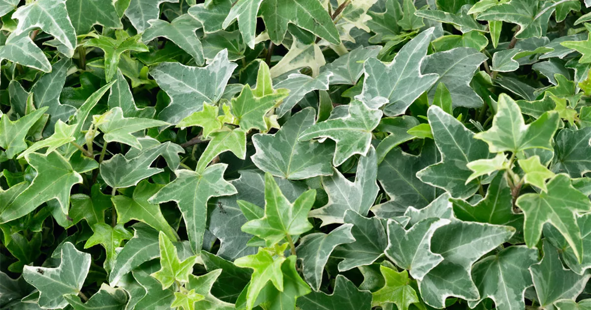 Hedera helix 'Pin Oak' Pflanze, Pflege & Tipps Floragard