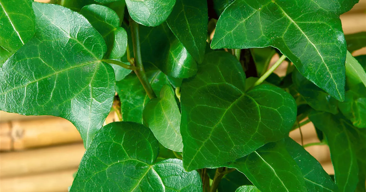 Hedera helix 'Mein Herz' Pflanze, Pflege & Tipps Floragard