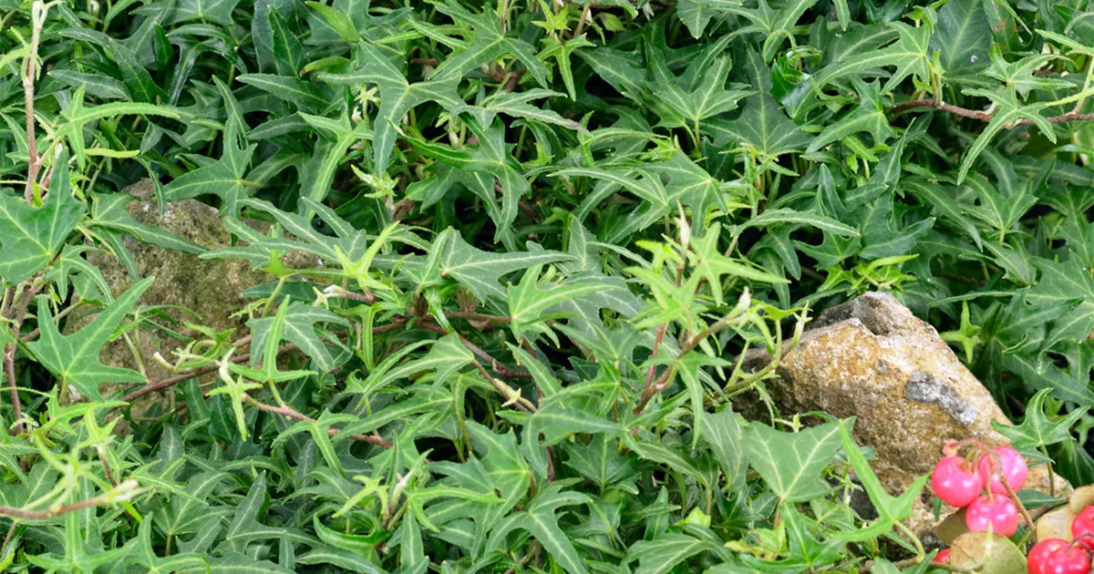 Hedera helix 'Heron' Pflanze, Pflege & Tipps Floragard