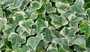 Hedera helix 'White Wonder' Pflanze, Pflege & Tipps Floragard