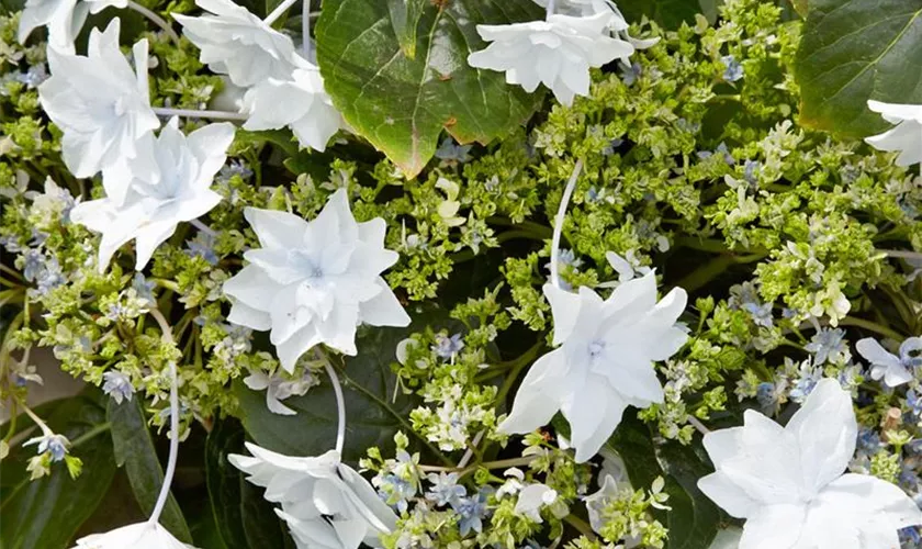 19+ Shooting Star Hydrangea Plant