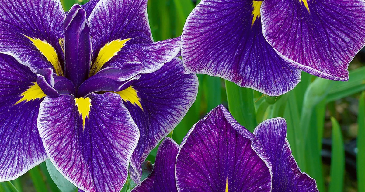 Iris ensata 'Crystal Halo' Pflanze, Pflege & Tipps Floragard