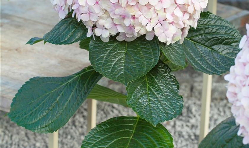 Hortensie 'Avantgarde' Floragard Pflanzeninfothek