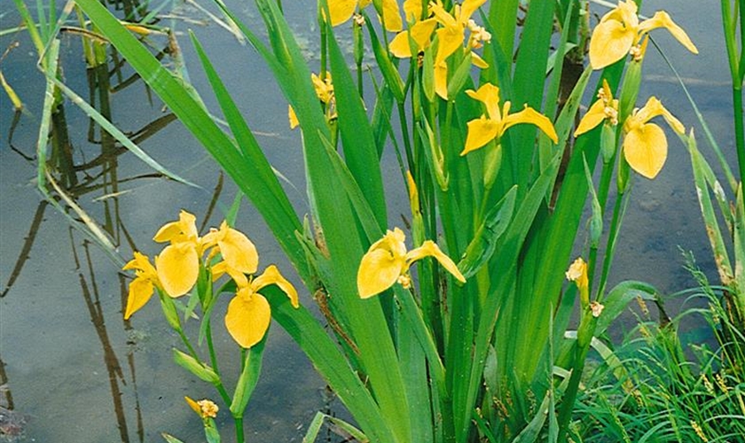 Gelbe SumpfSchwertlilie Floragard Pflanzeninfothek