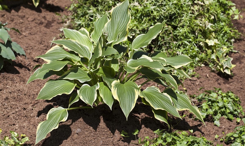 GartenFunkie Floragard Pflanzeninfothek