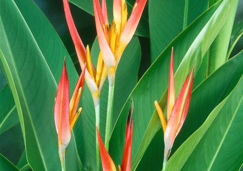 Helikonie 'Choconiana' Floragard Pflanzeninfothek