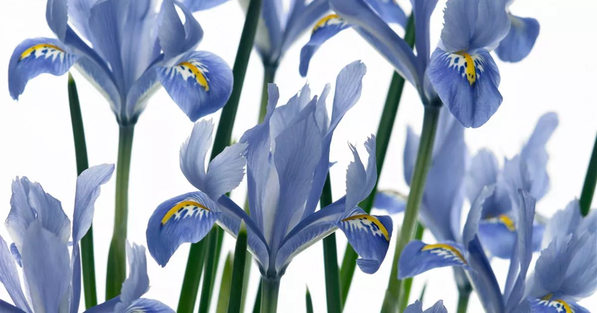 Iris reticulata 'Alida' Pflanze, Pflege & Tipps Floragard