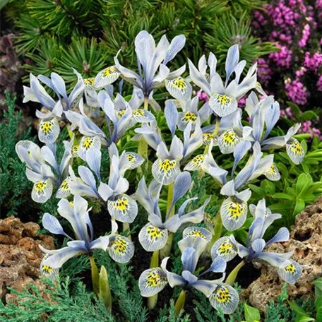 Iris reticulata 'Painted Lady'